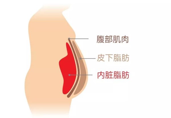 九游娱乐Nineame官方网站體育為您講解:內臟脂肪要怎么減